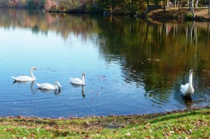 swan_lake