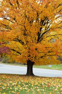 Falling leaves